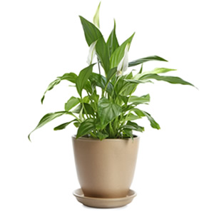 Aloe Vera - the best plants for your bedroom 